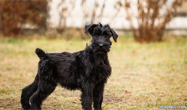 防过敏犬种-对犬过敏又想养个毛孩的福利