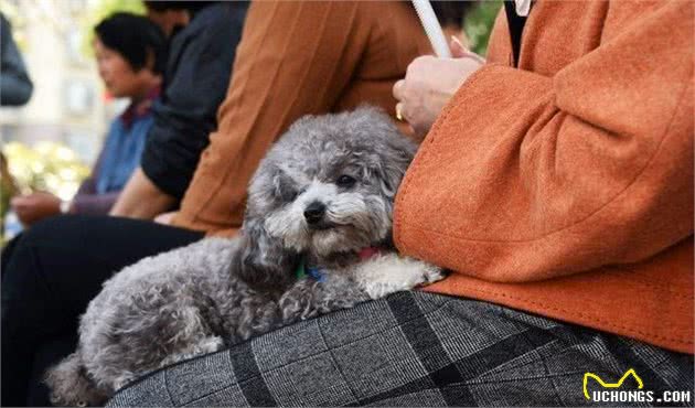 泰迪犬向你示好的几个动作，出现得越频繁，表示你们感情越深！