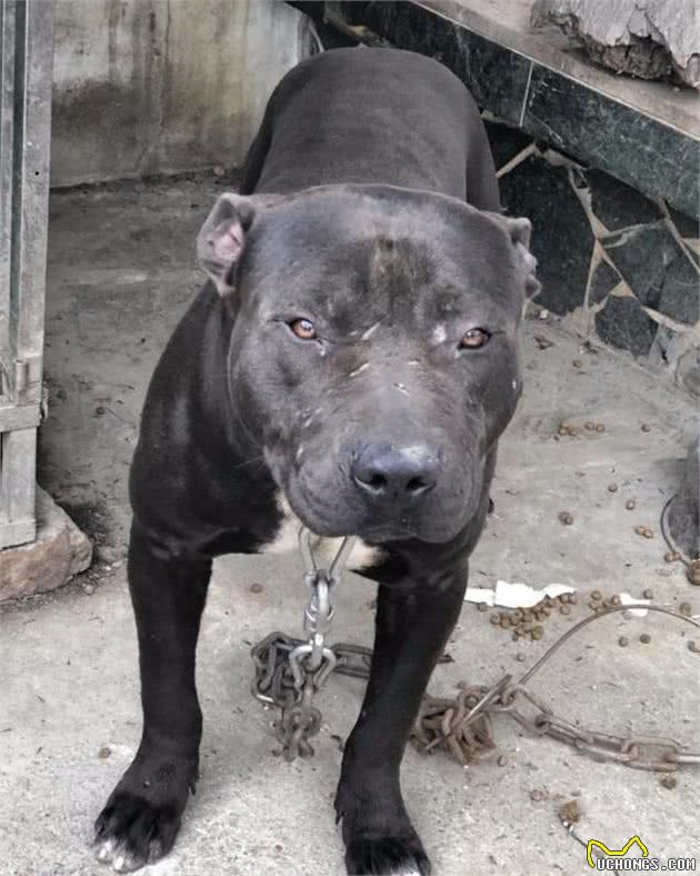 日本狼青的克星中华板凳犬