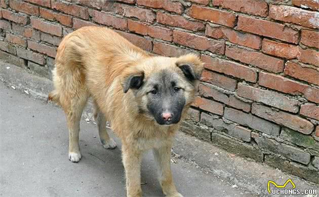 中华田园犬其实不卑微，现在的它你爱答不理，祖上的它你高攀不起