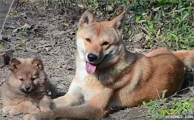 中华田园犬其实不卑微，现在的它你爱答不理，祖上的它你高攀不起