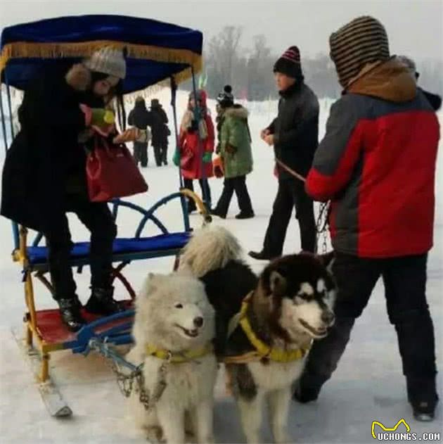 放过可怜的雪橇犬吧！再次呼吁抵制“狗拉雪橇”！