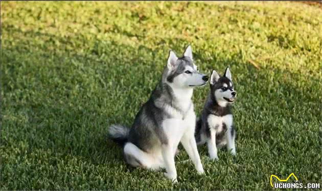 阿拉斯加克利凯犬：迷你版哈士奇犬，但论颜值这狗狗却能比得过二哈