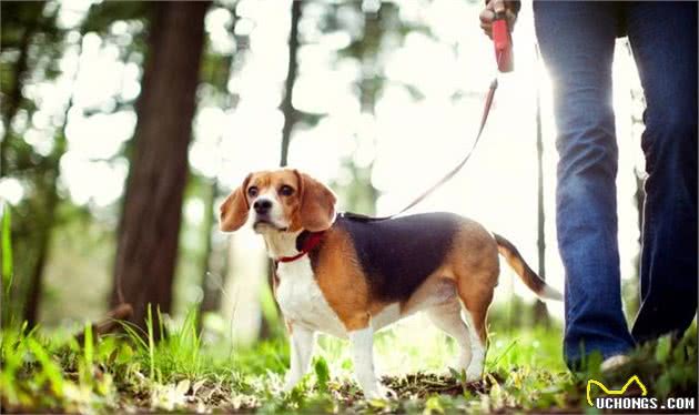 比格犬虽然体型小，但绰号“森林之铃”，一叫起来吵死人