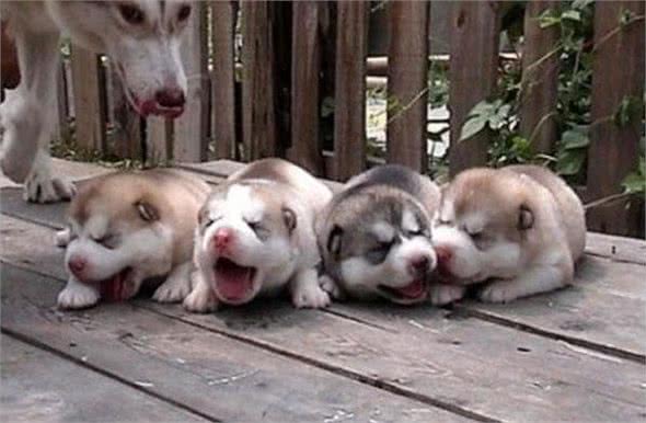 幼犬带回家不知道怎么养?看了这些就不怕它闹肚子老睡觉了