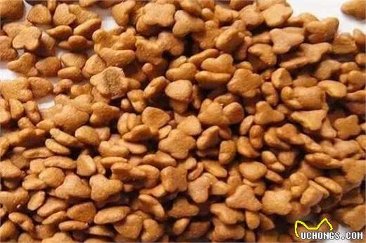 幼犬带回家不知道怎么养?看了这些就不怕它闹肚子老睡觉了