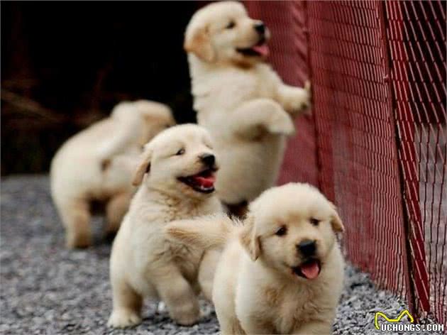 幼犬带回家不知道怎么养?看了这些就不怕它闹肚子老睡觉了