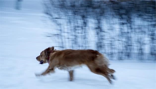 狗狗耐寒能力最强的9个犬种，中国松狮犬是个“大人物”