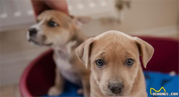 让主人闻风丧胆的犬细小病毒，做到这5点，让狗狗尽可能远离它