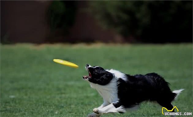 狗狗每天要运动多久？不同犬种不同，泰迪犬的话不必太久