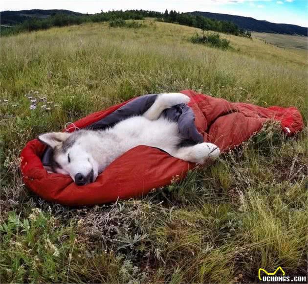 狗狗每天要运动多久？不同犬种不同，泰迪犬的话不必太久