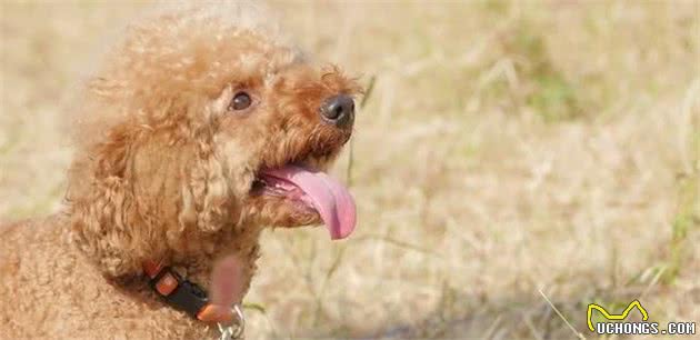 狗狗每天要运动多久？不同犬种不同，泰迪犬的话不必太久