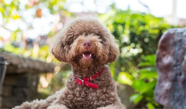 贵宾犬便则几百，贵则上万，贵宾犬的价格差别为什么这么大？