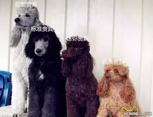 贵宾犬便则几百，贵则上万，贵宾犬的价格差别为什么这么大？