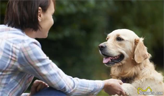 狗狗秘密：金毛并不是犬界的“大暖男”，它仅对人类友好