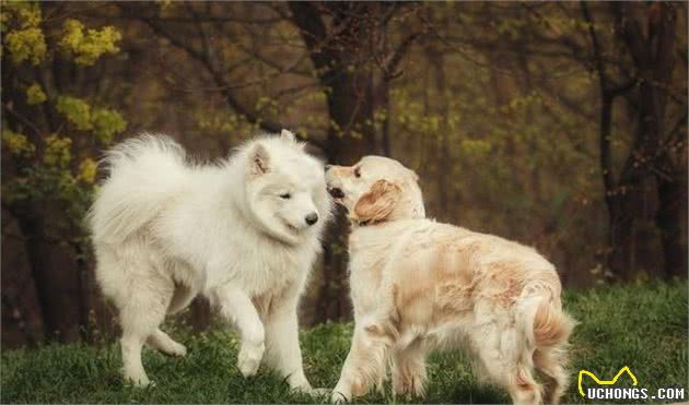 狗狗秘密：金毛并不是犬界的“大暖男”，它仅对人类友好