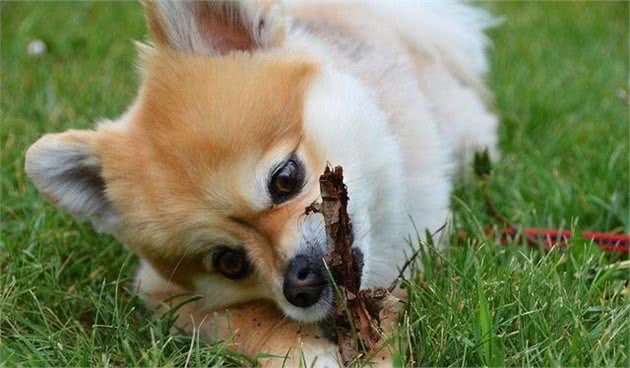 犬牙齿松动不容小视，只有幼犬是正常掉牙，别的都要去医院治疗