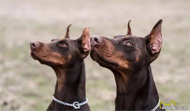 犬胃扩张-扭转综合征是什么疾病？如何诊断治疗？一文告诉你