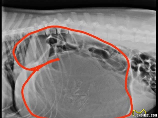 犬胃扩张-扭转综合征是什么疾病？如何诊断治疗？一文告诉你