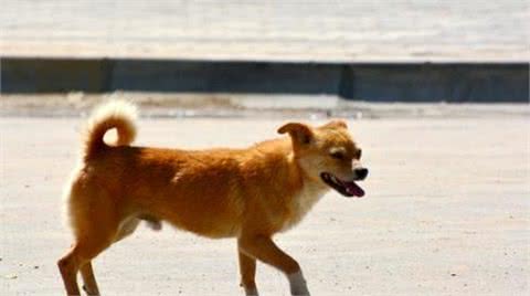 比较害怕又难以忍耐的几样东西,对狗来说很可怕,人也不能忍耐