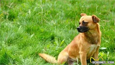 比较害怕又难以忍耐的几样东西,对狗来说很可怕,人也不能忍耐