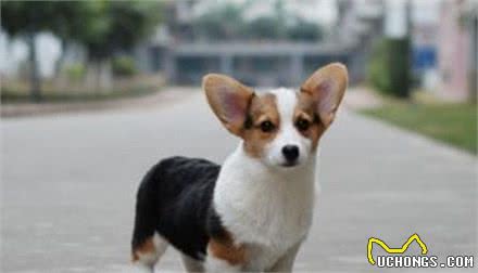 比较害怕又难以忍耐的几样东西,对狗来说很可怕,人也不能忍耐