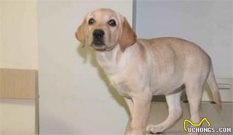 比较害怕又难以忍耐的几样东西,对狗来说很可怕,人也不能忍耐