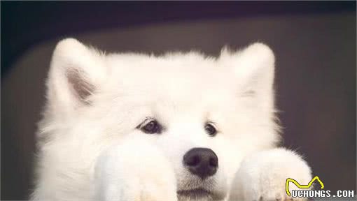 比较害怕又难以忍耐的几样东西,对狗来说很可怕,人也不能忍耐