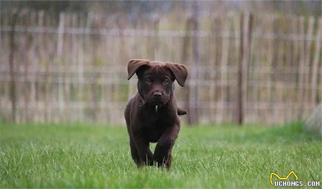 哪一种狗的基因这么强大：六种寻回猎犬，五种都有同样的祖先