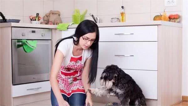 雪纳瑞犬要怎么训练呢？主人要遵循好这几点