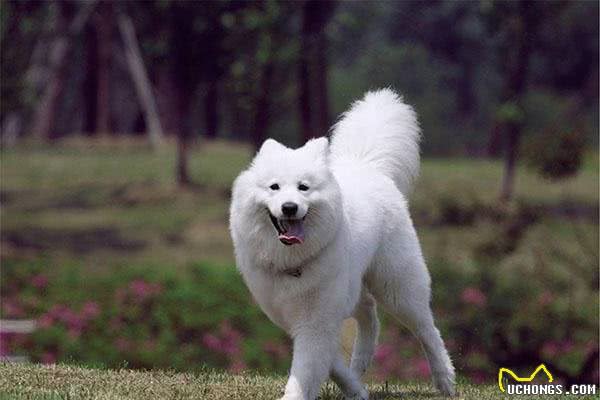 清点萨摩耶犬的五大特点，大家心目中的微笑天使原来是这样的