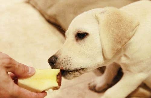 常常给犬喂食这5种食材，杀伤力好像巧克力！