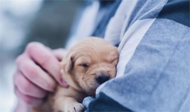 如何在幼犬发育期提供适度的营养？过犹不及