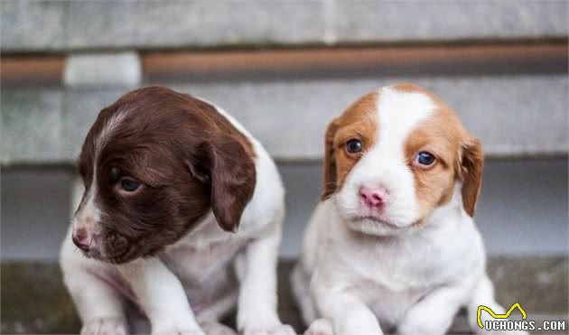 如何在幼犬发育期提供适度的营养？过犹不及