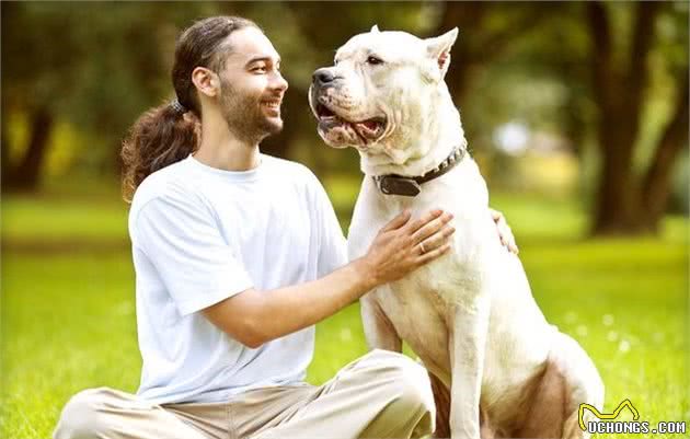 专业猎狼的十种犬