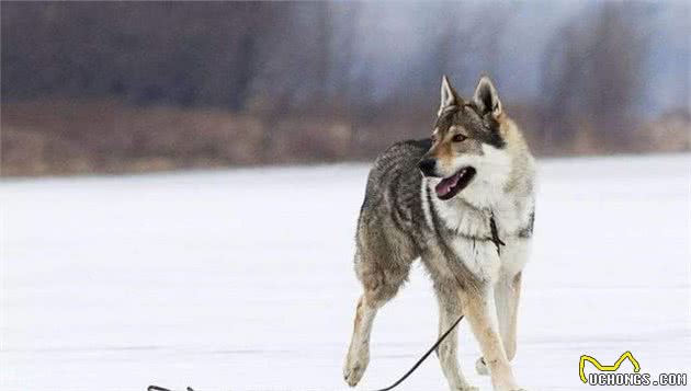 专业猎狼的十种犬