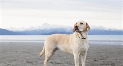 不养不知道，拉布拉多犬实在太能吃了！一百多斤胖狗的艰辛减肥之路