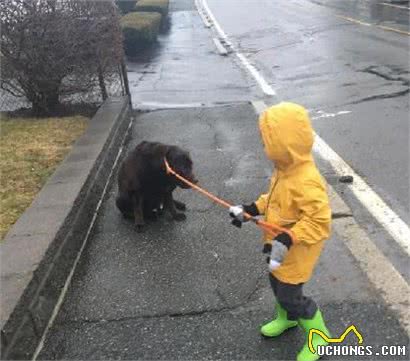 不养不知道，拉布拉多犬实在太能吃了！一百多斤胖狗的艰辛减肥之路