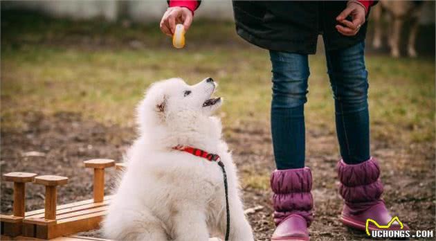 要是你不知道这些，最好别养“萨摩耶犬”