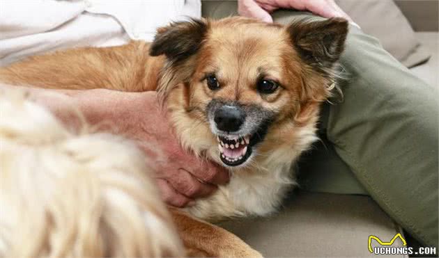 辟谣:雌性犬在绝育之前应当先生一窝,相反,想绝育要趁早