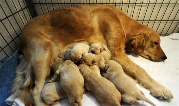 辟谣:雌性犬在绝育之前应当先生一窝,相反,想绝育要趁早