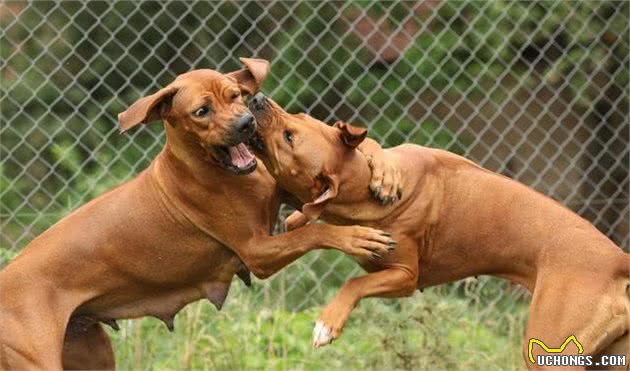 辟谣:雌性犬在绝育之前应当先生一窝,相反,想绝育要趁早