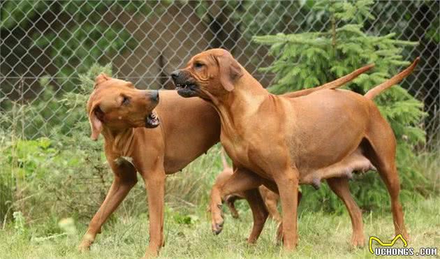 辟谣:雌性犬在绝育之前应当先生一窝,相反,想绝育要趁早