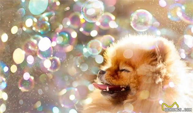 辟谣:雌性犬在绝育之前应当先生一窝,相反,想绝育要趁早