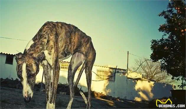 灵缇犬曾是地位尊贵的犬种，却逐渐沦为流浪一族，其原因让人心疼