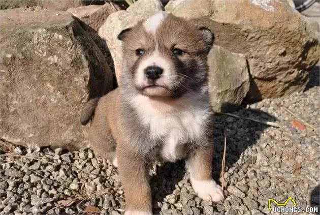 小知识|日本除了柴犬和秋田犬，其实还有其他四种本土犬