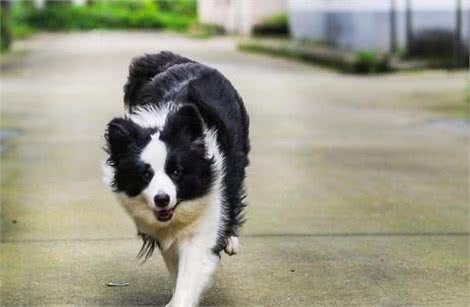 边境牧羊犬坐和趴训练牧羊犬训练趴和坐的方法