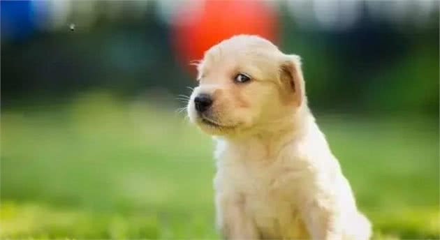 狗狗抽搐是什么原因引起的?是生病了吗?