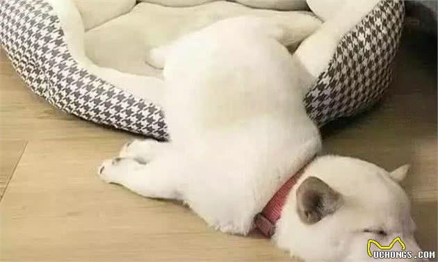 狗狗抽搐是什么原因引起的?是生病了吗?