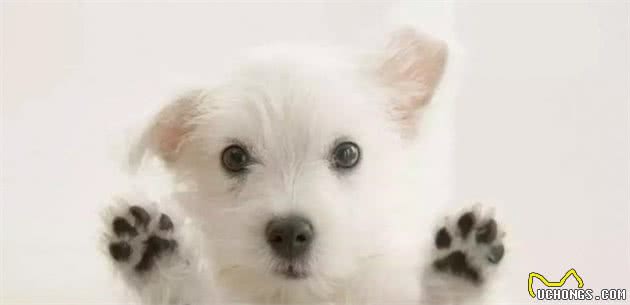 狗狗抽搐是什么原因引起的?是生病了吗?